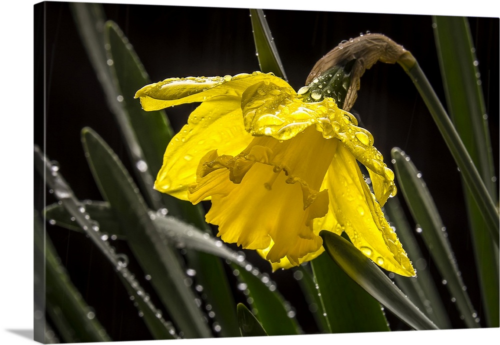 Daffodil flower in the rain.