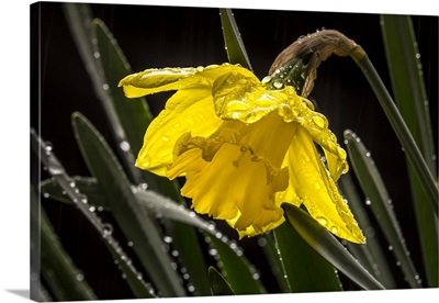 Daffodil Flower In The Rain