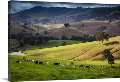 Dairy Farms Along The Bingledurra Road Near East Gresford, New South Wales, Australia