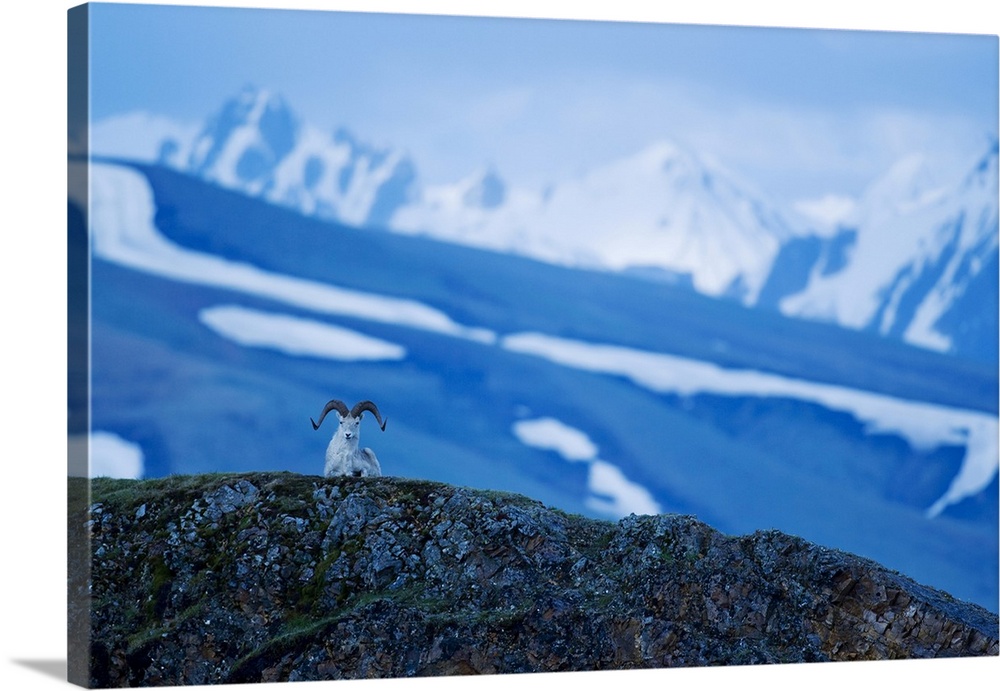 Dall Sheep Ovis Dalli Resting Atop A Ridgetop At Polychrome Pass In Denali National Park And Preserve Alaska, United State...