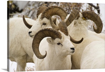 Dall Sheep, Denali National Park, Alaska