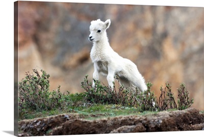 Dall Sheep lamb (Ovis dalli dalli) in Denali National Park, Interior Alaska
