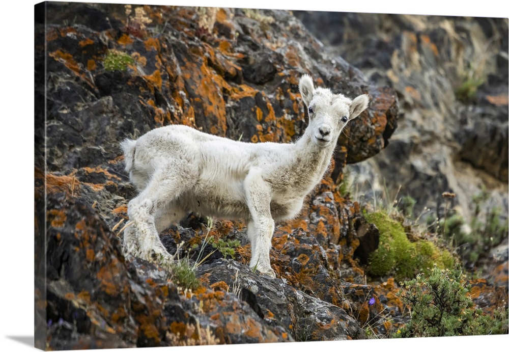 Dall sheep lamb (Ovis dalli) stands looking at the camera in the rocky Windy Point area of the Chugach Mountains, South of...