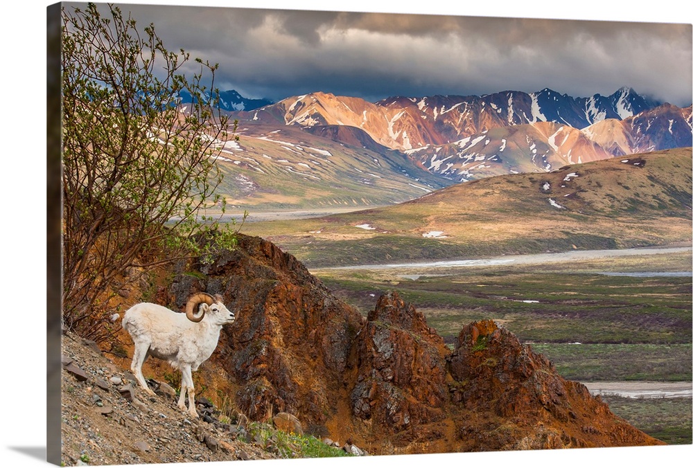 Adult ram Dall Sheep on a hillside overlooking Polychrome Pass and the Alaska Range, Denali National Park.