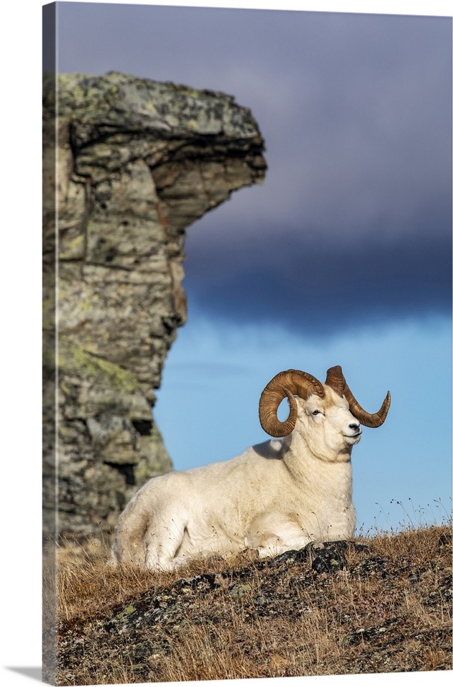 Dall Sheep ram (Ovis dalli) in Denali National Park and Preserve in Interior Alaska in autumn; Alaska, United States of Am...