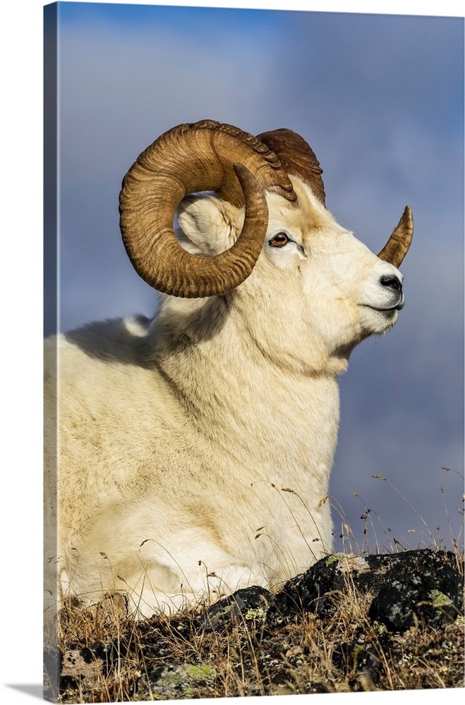 Dall sheep ram (ovis dalli) in Denali national park and preserve in interior Alaska in autumn, Alaska, united states of Am...