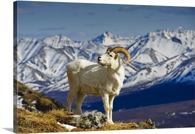Dall Sheep Ram, Mount Margaret, Denali National Park, Alaska