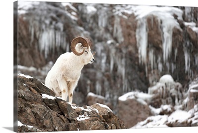 Dall Sheep Ram Stands On A Rocky Cliff, Chugach Mountains, Turnagain Arm, Alaska