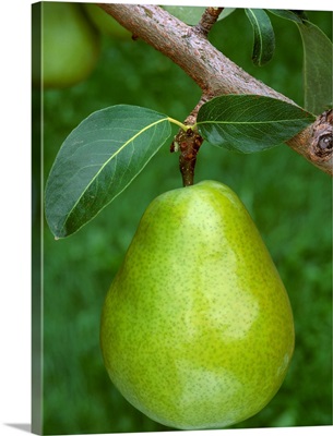 D'Anjou Pear on the tree, ripe and ready for harvest, Washington