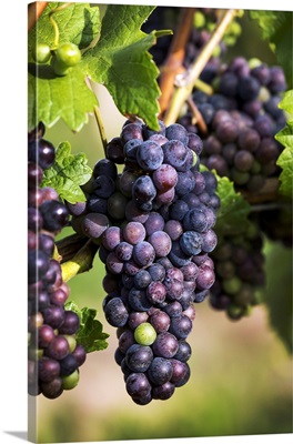 Dark Unripe Purple Grapes Hanging From The Vine, Vineland, Ontario, Canada