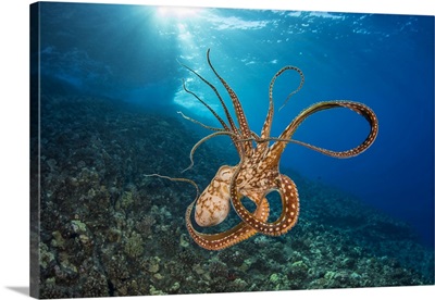 Day Octopus In Mid-Water, Hawaii