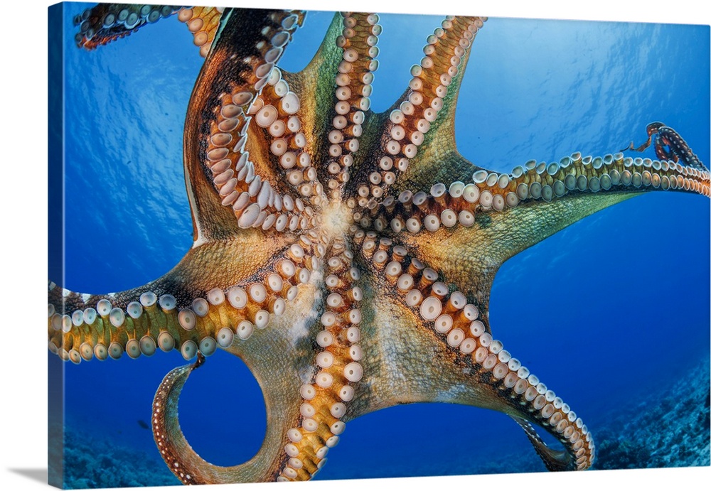 Day octopus (octopus cyanea) is also known as the big blue octopus. It occurs in both the pacific and Indian oceans, from ...