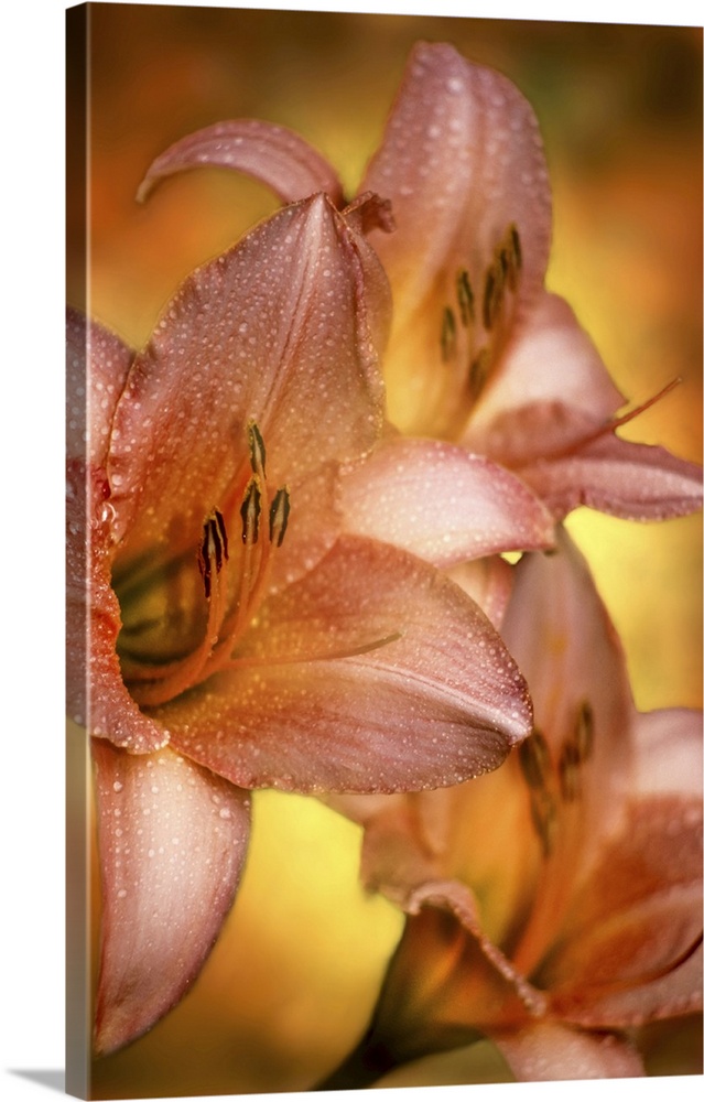 Daylilies (Hemerocallis) 'Satin Silk', New York Botanical Garden. Digitized from film, Bronx, New York, United States of A...