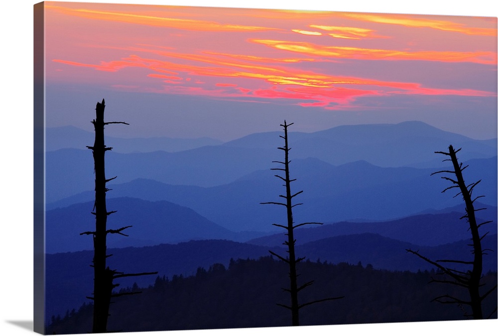 Dead Trees And Mountains, Smoky Mountains National Park, North Carolina, USA