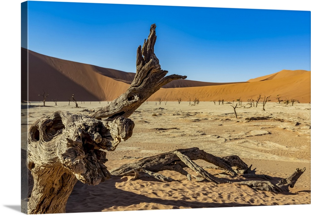 Deadvlei, a white clay pan surrounded by the highest sand dunes in the world, Namib Desert; Namibia.