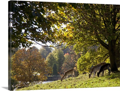 Deer (Cervidae) Grazing On The Grass By Water; North Yorkshire, England