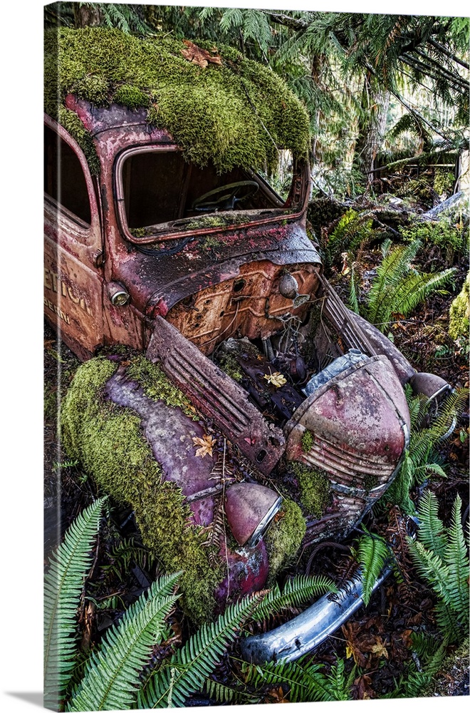 Arty image of derelict motor car in a ditch overgrown with moss and ferns, Vancouver Island; British Columbia, Canada