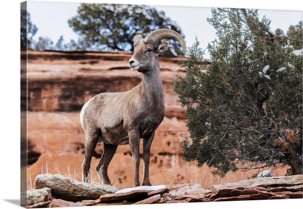 View Of A Desert Bighorn Sheep (Ovis Canadensis Nelsoni)) In The Colorado National Monument; Colorado, United States Of Am...