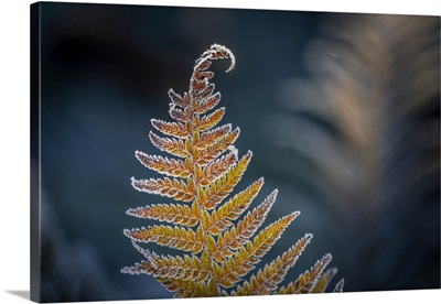 Detail Of A Frosted Sword Fern, Olympia, Washington, United States