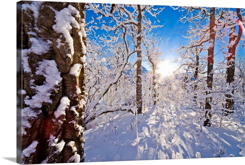 Giant landscape photograph of a snow covered forest of cottonwood trees, the sun shining brightly in the background, again...