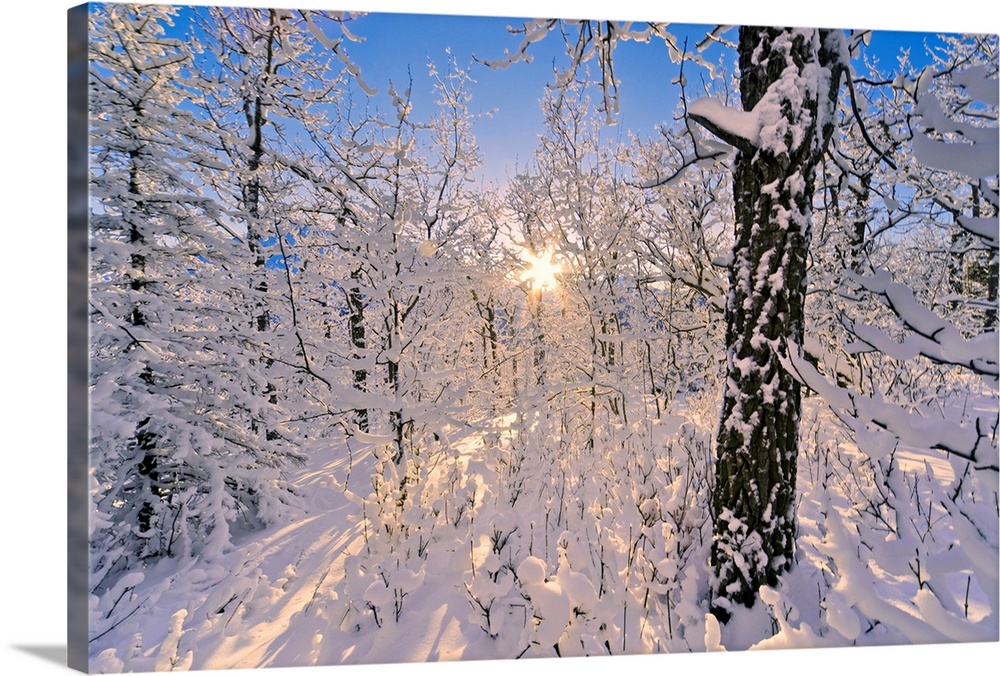Photograph of  snowy forest with sun peaking through branches.