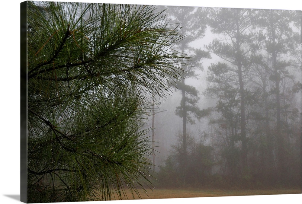 Dew-covered pine branches on a foggy spring morning in Georgia.