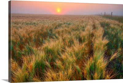 Dew Covered Ripening Barley Before A Foggy Sunrise, Alberta, Canada