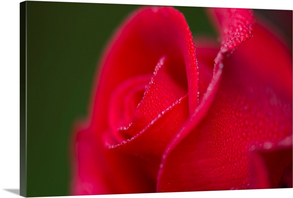 Dew covers a rose blossom. Astoria, Oregon, United States of America.