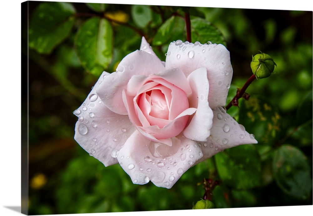 Dew Drops On A Classic Pink Rose