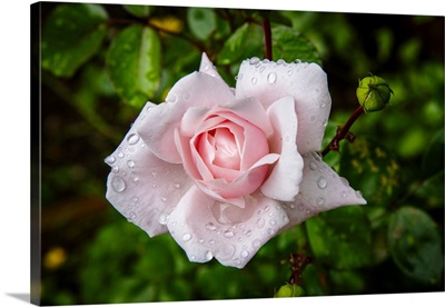 Dew Drops On A Classic Pink Rose