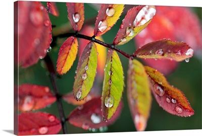 Dew On Wild Rose Leaves In Fall, Kananaskis Country, Alberta, Canada