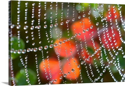 Dewdrops In A Row On A Spiderweb With An Autumn Color In The Background, Oregon