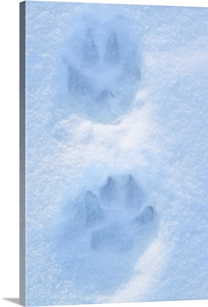 Close Up of Dog Paw Tracks on Snow Winter Alaska SC