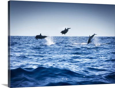 Dolphins Playing In The Ocean