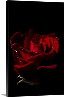 Don Juan Rose (Rosa Rugosa) With Water Droplets On A Black Background