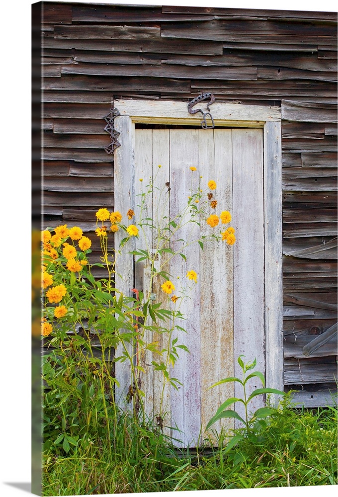Door To An Old Shed With Wildflowers Growing Outside; Iron Hill, Quebec, Canada