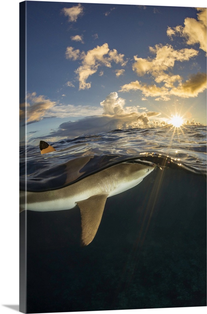 Dorsal fin of a blacktip reef shark (carcharhinus melanopterus) breaks the surface off the island of yap, federated states...