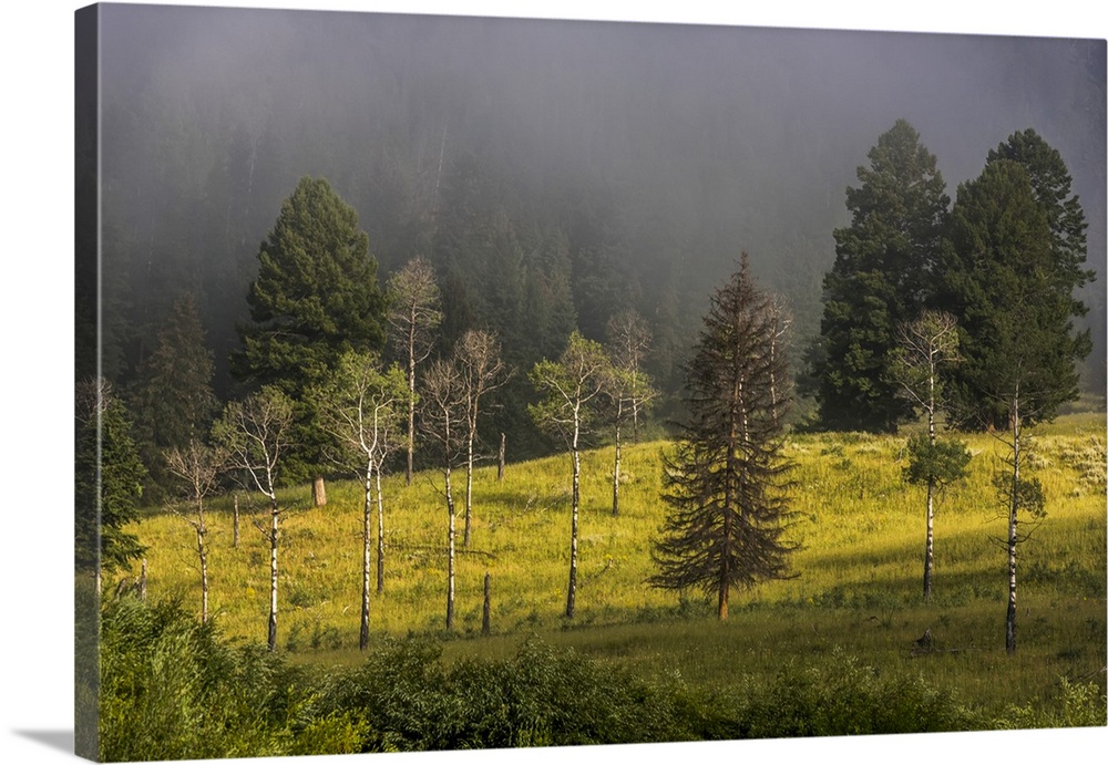 Douglas fir (Pseudotsuga menziesii) and aspen trees (Populas tremuloides) in morning fog in Yellowstone National Park Unit...