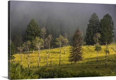 Douglas Fir And Aspen Trees In Morning Fog In Yellowstone National Park