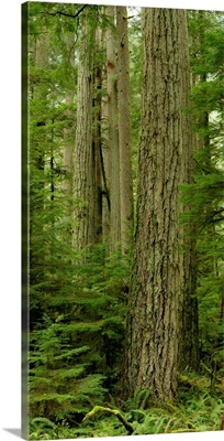 Douglas Firs And Sitka Spruce, Cathedral Grove, British Columbia, Canada
