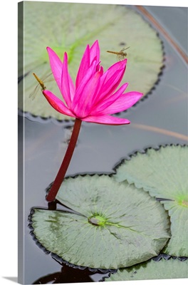 Dragonfly Resting On Blossoming Fuchsia Lotus (Nelumbo) Plant, Udon Thani, Thailand