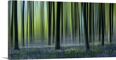 Dreamy Bluebell Woodland In Spring