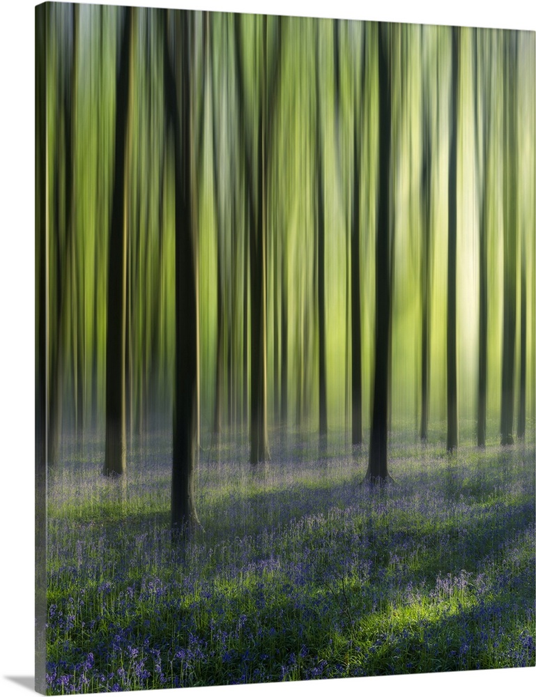 Dreamy bluebell woodland in spring.