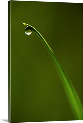 Droplet Of Water On End Of Blade Of Grass Early In The Morning