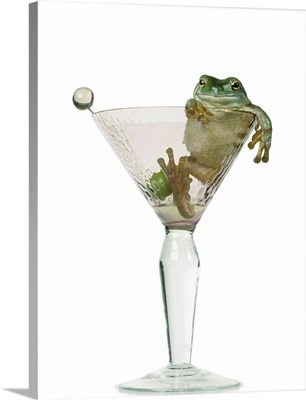 Drunken Frog In Empty Martini Glass