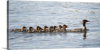 Duck And Ducklings Swimming In A Row