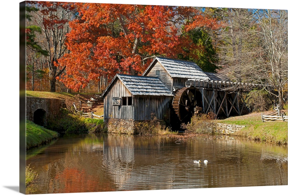 Ducks swimming in a pond at an old grist mill in an autumn landscape.