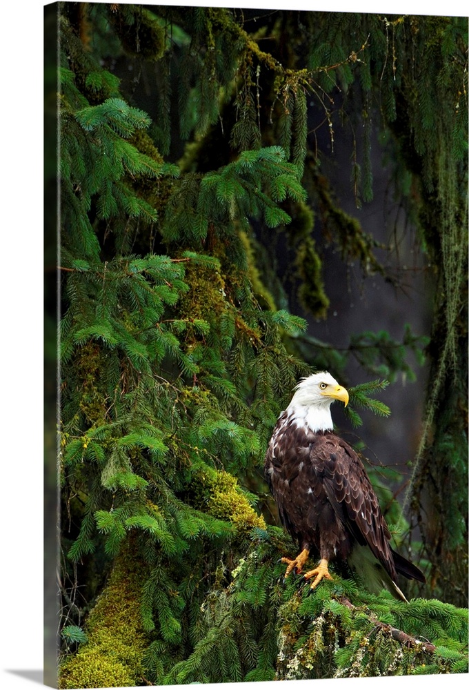 Eagle In The Woods