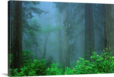 Early Morning In The Forest, Humboldt, California, Usa