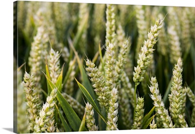 Ears Of Wheat Growing In A Field